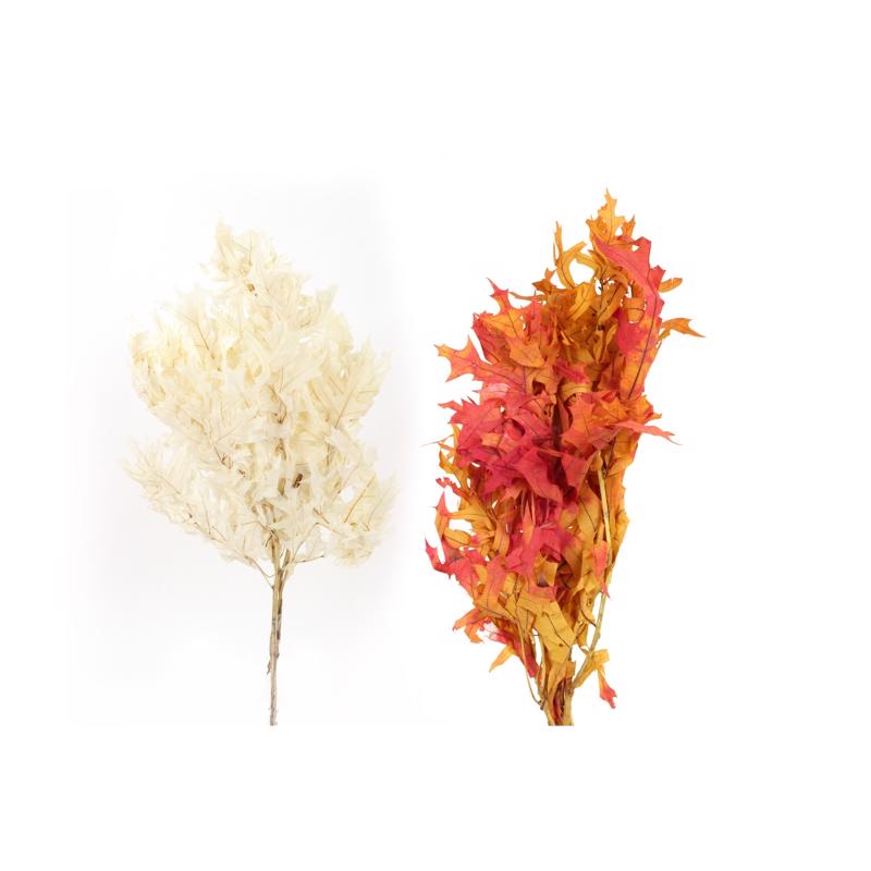 FLL DCR NTL WDSY OAK LVS - Pack of 24